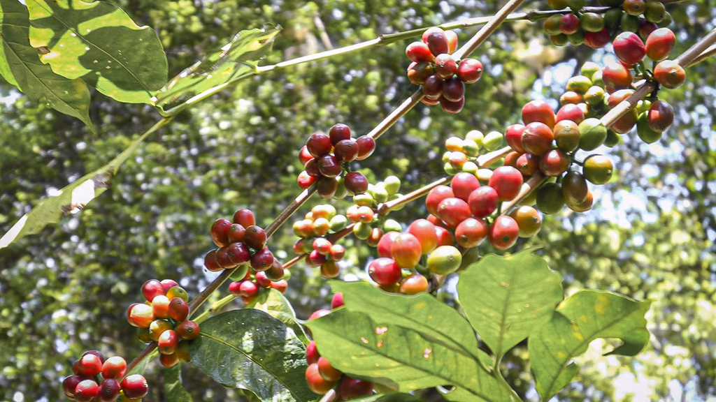 pianta di caffè in Ethiopia