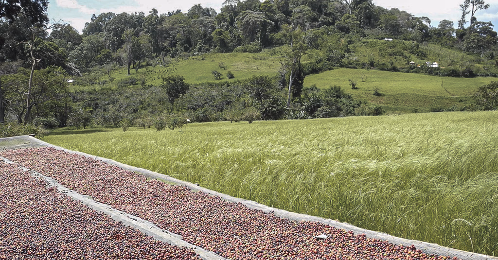 raccolta del caffè di Harenna in Ethiopia