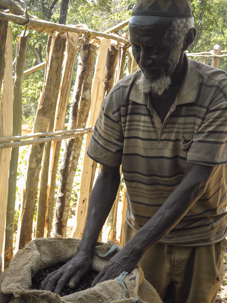 raccoglitore di caffè cooperativa Harenna Ethiopia