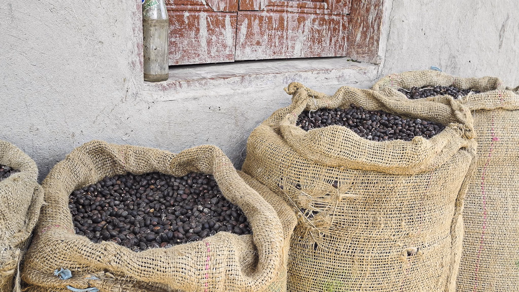 sacchi di caffè selvatico di Harenna